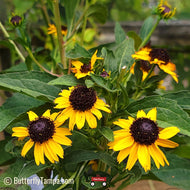 Orange Coneflower (Rudbeckia fulgida) - 1 Gallon