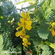 Partridge Pea (Chamaecrista fasciculata)
