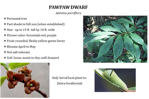 Small flower pawpaw - Asimina parviflora - (1 gal.)