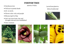 Load image into Gallery viewer, Pawpaw Tree - Asimina Triloba
