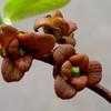 Small flower pawpaw - Asimina parviflora - (1 gal.)