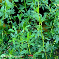 Pencil Flower (Stylosanthes biflora) - 1 Gallon