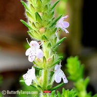 Pennyroyal (Piloblephis rigida)