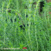 Load image into Gallery viewer, Pennyroyal - Piloblephis rigida  (1 &amp; 3 gal.)
