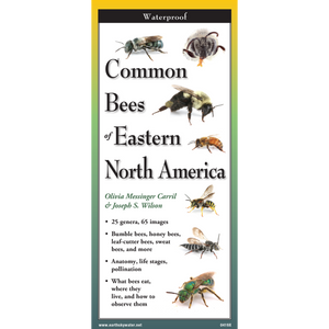 Common Bees of Eastern NA guide