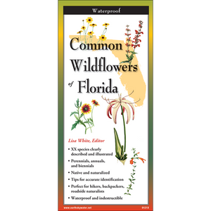 Common Wildflowers of Florida