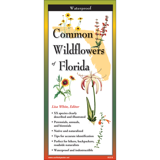 Common Wildflowers of Florida
