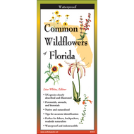 Common Wildflowers of Florida
