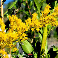 Pinebarren Goldenrod (Solidago fistulosa) - 1 Gallon