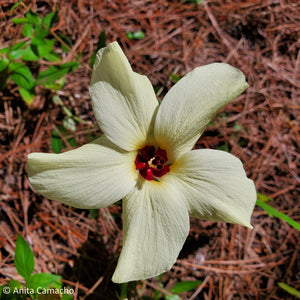 Pineland Hibiscus - Hibiscus aculeatus (1 Gal.)