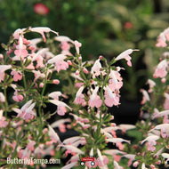 Tropical Sage (Salvia coccinea) - 1 Gallon