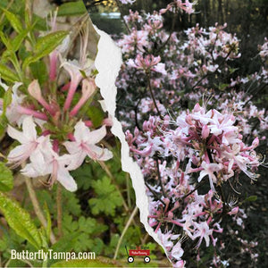Pinxter azalea- Rhododendron canescens