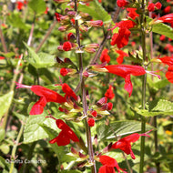 Tropical Sage (Salvia coccinea)