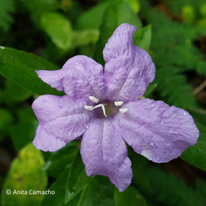 Wild Petunia - Ruellia Caroliniensis (1 & 3 gal.)