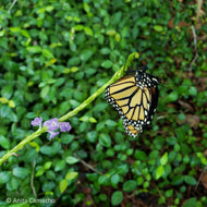Blue Porterweed (Stachytarpheta jamaicensis)