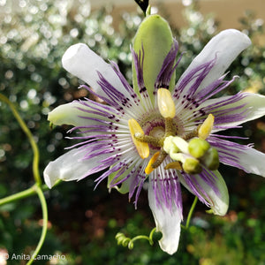 Maypop Passionflower - Passiflora incarnata (1 & 3 gal.)