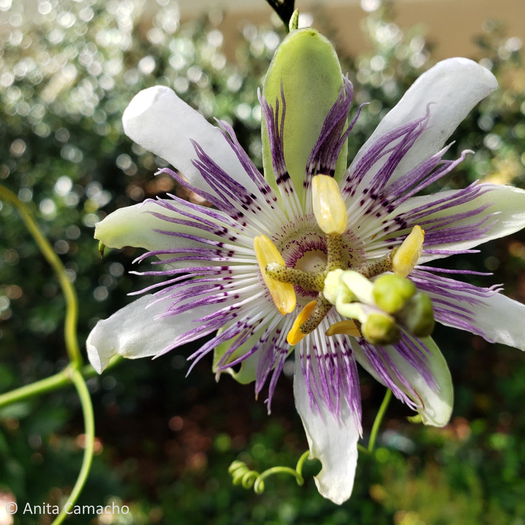 maypop passion flower seeds Maypop Passionflower (Passiflora incarnata) – Little Red Wagon Native  Nursery