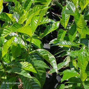Wild Coffee - Psychotria nervosa