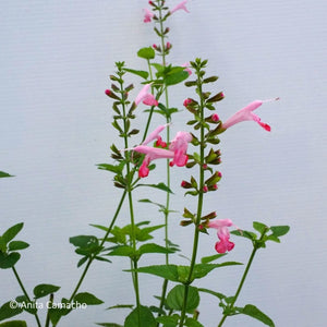 Tropical Sage - Salvia coccinea (1 gal.)