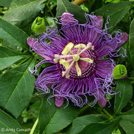Incense Passionvine (Passiflora incarnata x cincinnata)