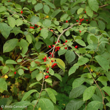 Load image into Gallery viewer, Spicebush - Lindera benzoin - (3 gal.)
