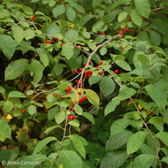 Spicebush (Lindera benzoin)
