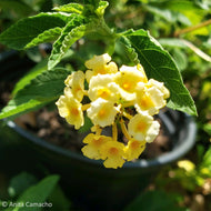 Pineland Lantana (Lantana depressa var. floridana)