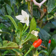 Bird Pepper (Capsicum annuum)