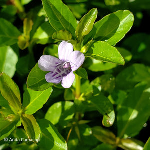 Twinflower - Dyschoriste oblongifolia (1 gal.)