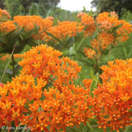 Butterfly weed (Asclepias tuberosa) - 1 Gallon
