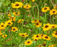 Fringeleaf Tickseed (Coreopsis integrifolia) - 1 Gallon