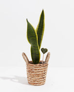Plant Picks