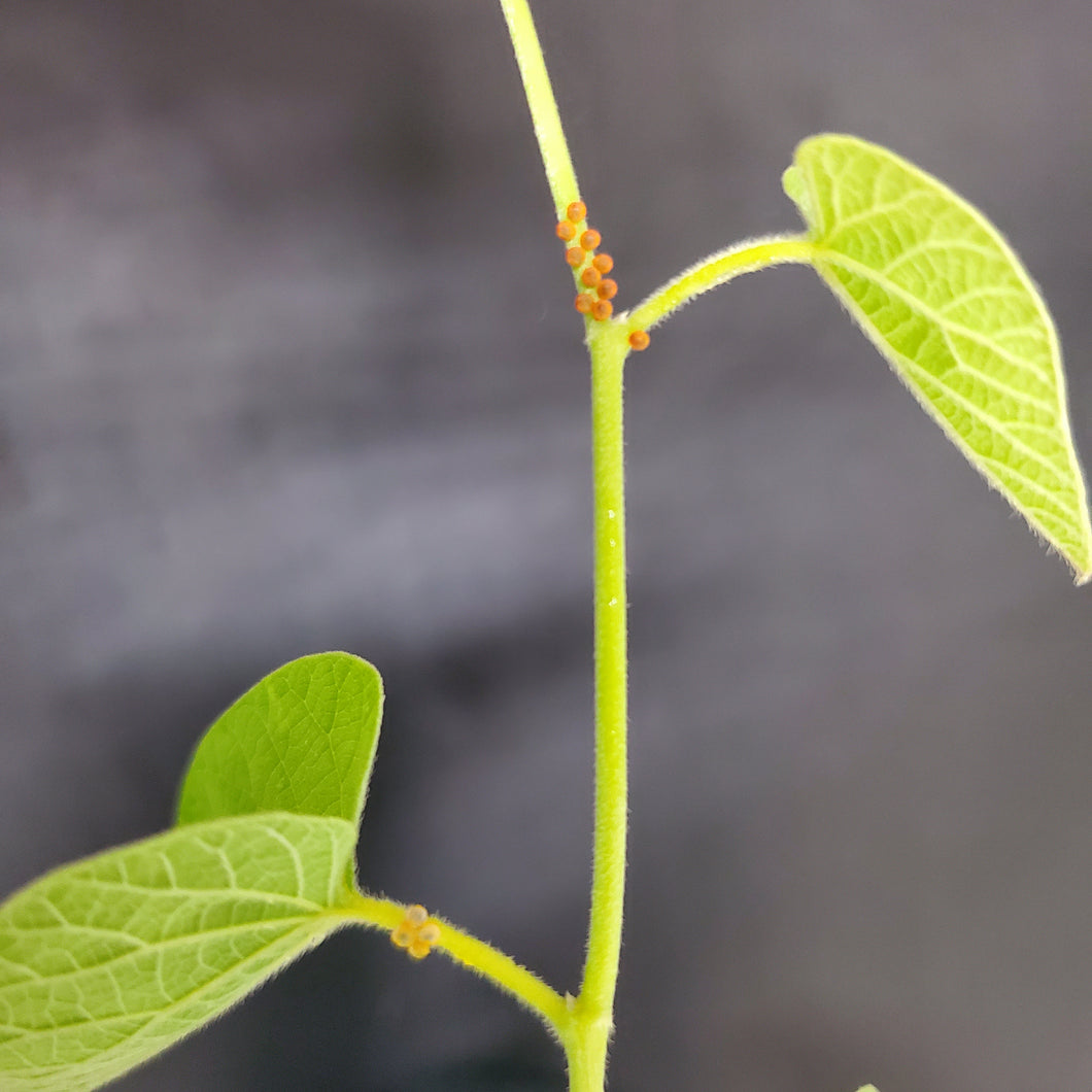 Wooly Dutchman's Pipevine - Aristolochia tomentosa (1 & 3 gal.)