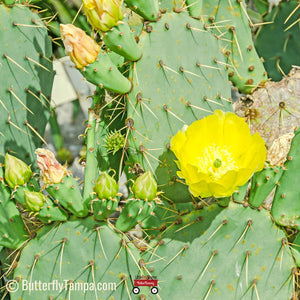 Prickly Pear Cactus - Opuntia humifusa (1 gal.)
