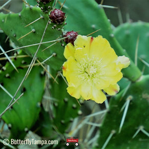 opuntia humifusa prickly pear cactus Prickly Pear Cactus (Opuntia humifusa) – Little Red Wagon Native Nursery