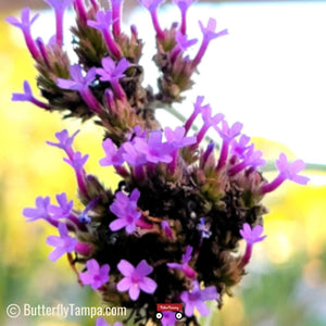 Purpletop Vervain - Verbena bonariensis  (1 gal.)