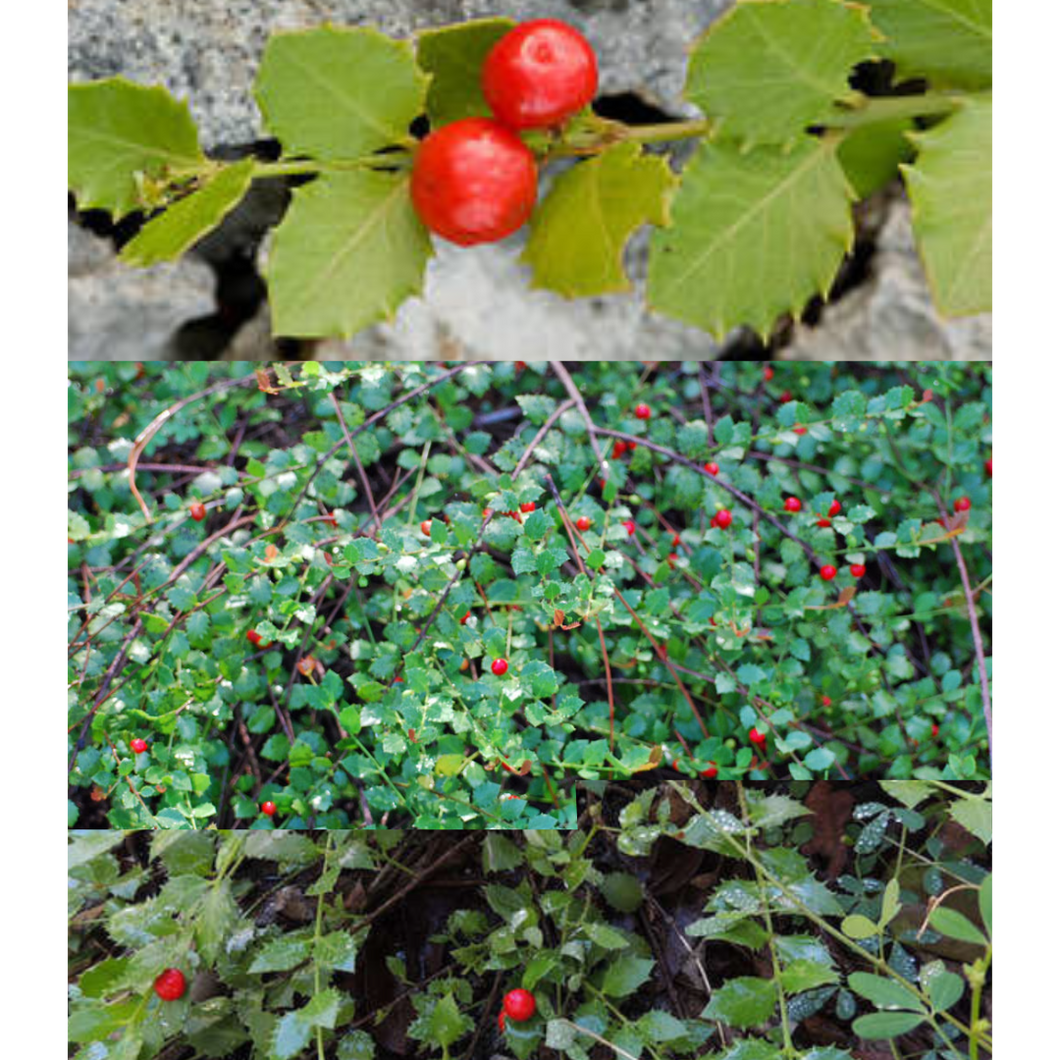 Quailberry - Crossopetalum ilicifolium (1 Gal.)