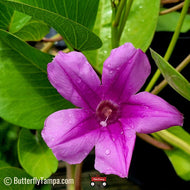 Railroad Vine (Ipomoea pes-caprae subsp. brasiliensis)
