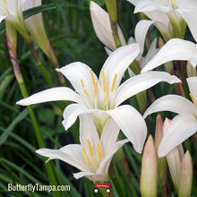Load image into Gallery viewer, Rain Lily - Zephyranthes atamasco (1 Gal.)
