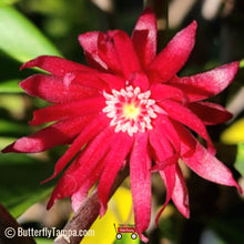 Load image into Gallery viewer, Red Anise - Illicium floridanum (3 gal.)
