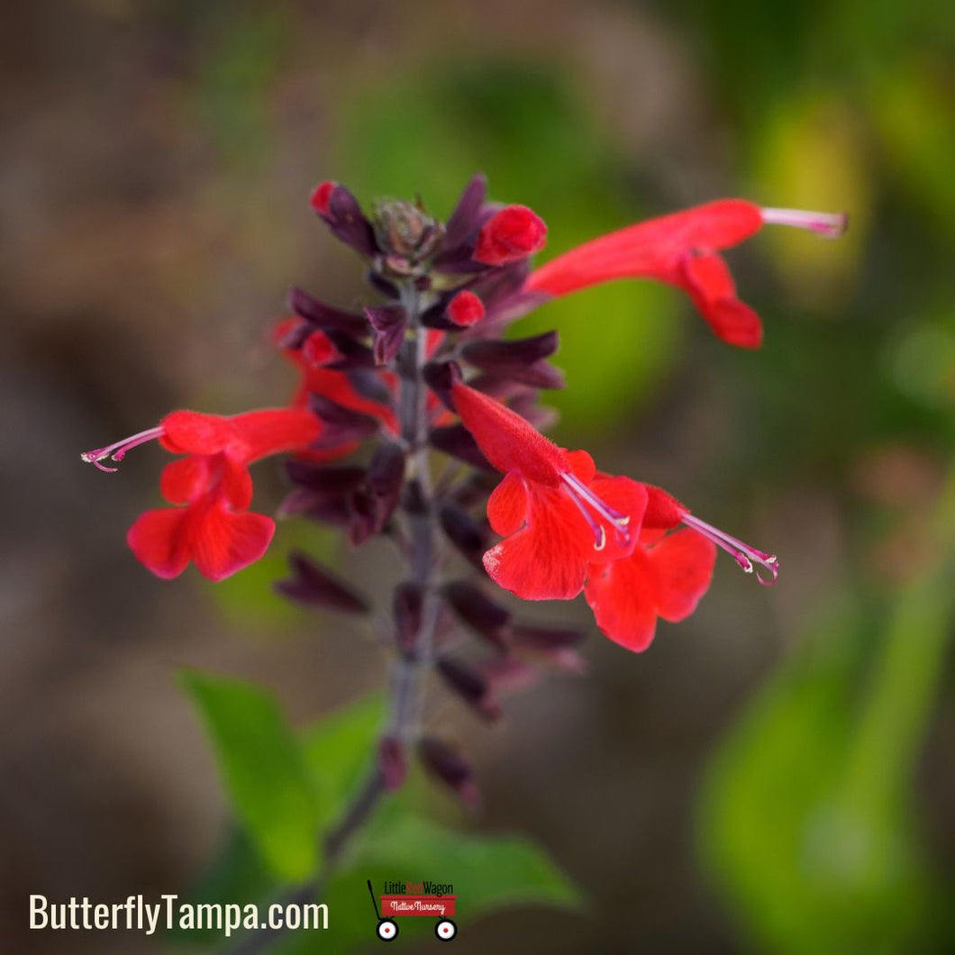 Tropical Sage (3 Gal)