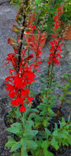 Load image into Gallery viewer, Cardinal Flower - Lobelia cardinalis (1 gal.)
