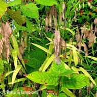 River Oats (Chasmanthium latifolium) - 1 Gallon
