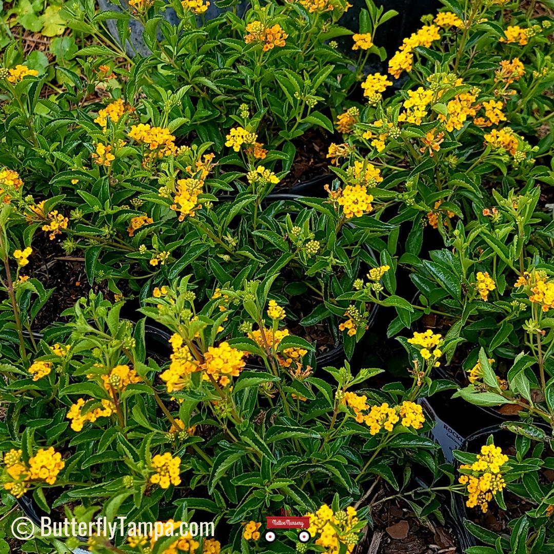 Rockland lantana - Lantana depressa var. depressa (1 & 3 Gallon ...