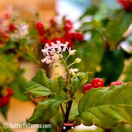 Rouge Plant (Rivina humilis)