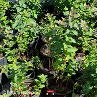 Roundleaf Thoroughwort (Eupatorium rotundifolium) - 1 Gallon