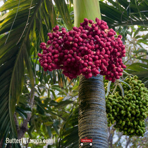 Florida Royal Palm - Roystonea regia (3 & 7 gal.) – Little Red