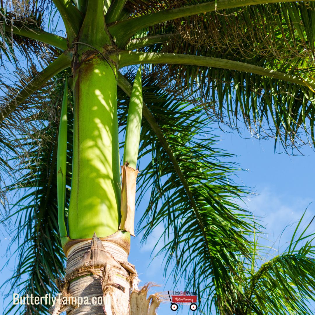 Roystonea Regia - Palmeras Y Jardines