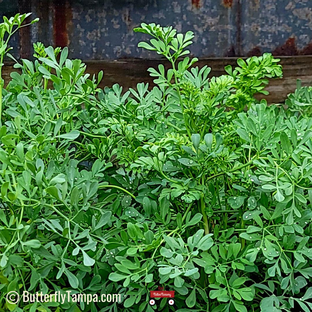 Rue - Ruta graveolens (1 gal.) – Little Red Wagon Native Nursery