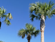 Cabbage Palm (Sabal palmetto)